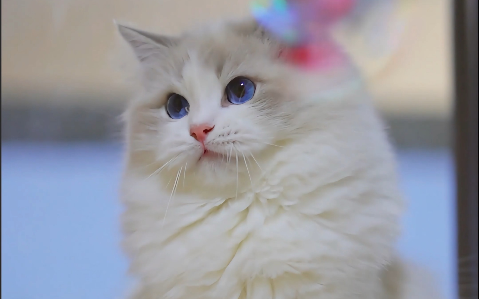 可爱的布偶猫妹妹