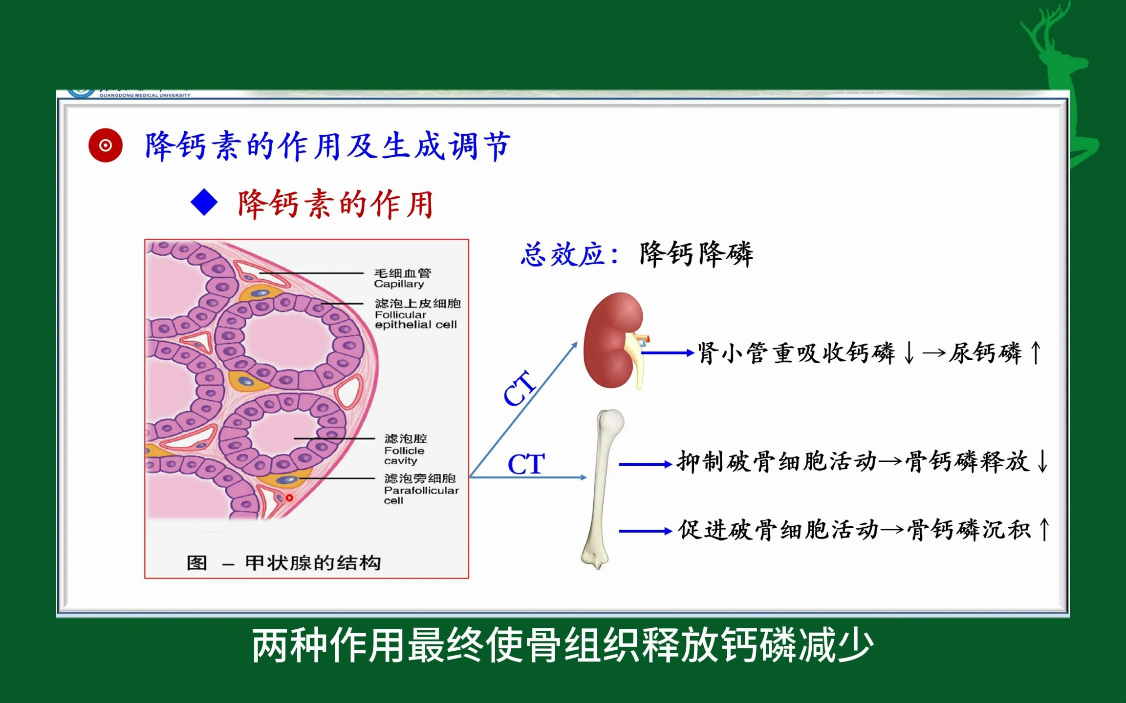 #降钙素的作用及其分泌调节#内分泌#人体生理学#医学知识科普#每天学习一点点哔哩哔哩bilibili