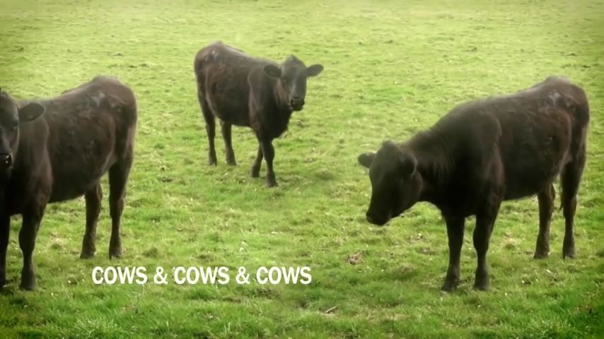 【油管五千万播放的精神污染动画】cows & cows & cows哔哩哔哩bilibili