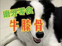 Descargar video: 给狗子解闷和幼犬避免双排牙的最好方法就是给它一个牛膝骨