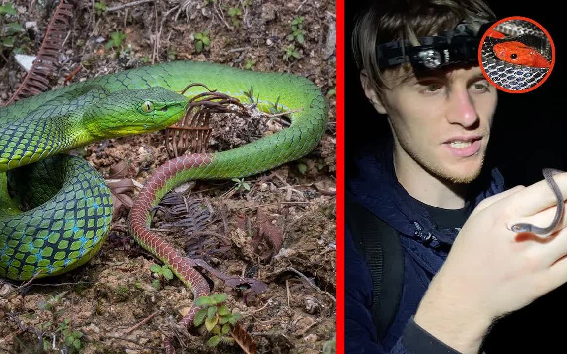 [图]在马来西亚山区野采！HERPING IN THE MALAYSIAN MOUNTAINS!!!