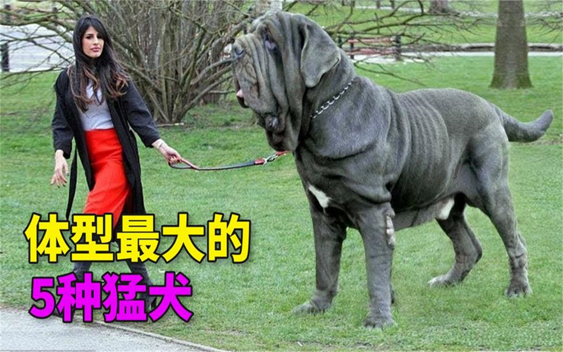 体型最大的狗排行榜图片
