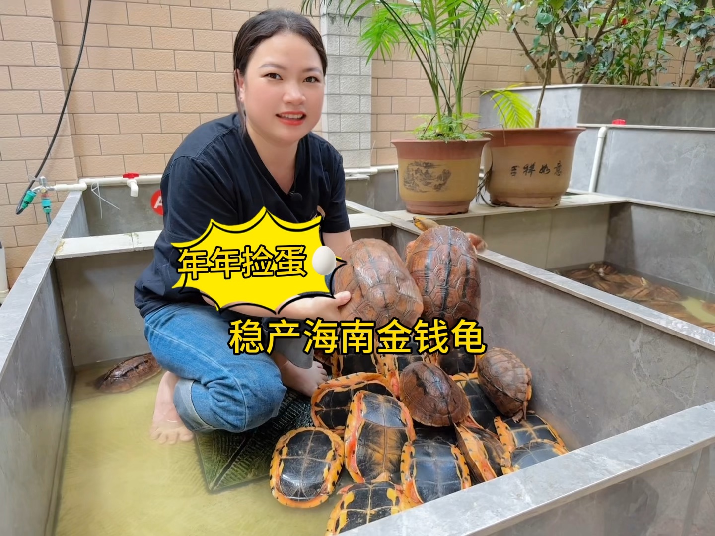 年年捡蛋稳产海南金钱龟,观赏留种一级