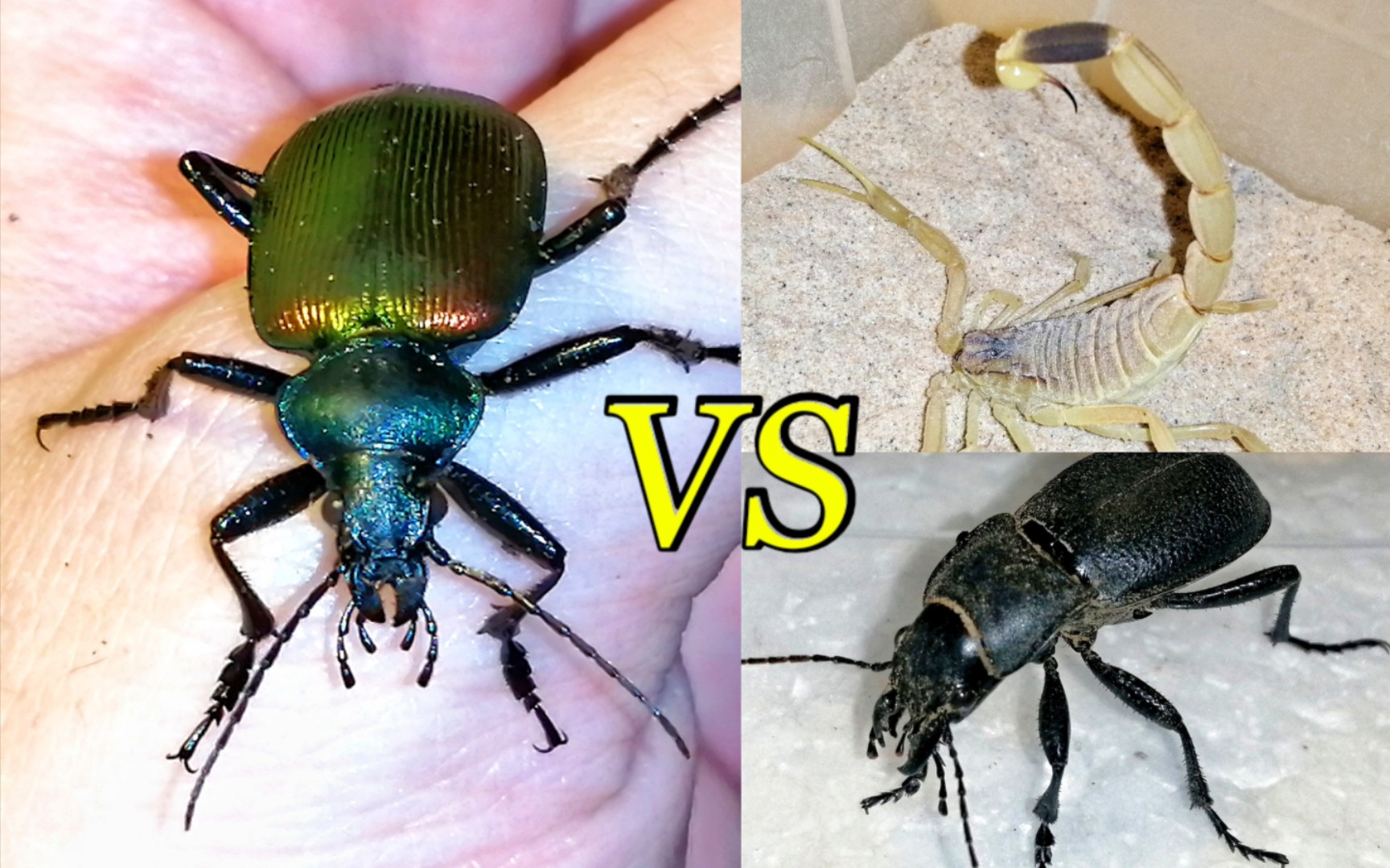 疆星步甲 vs 滑尾蝎&锥步甲