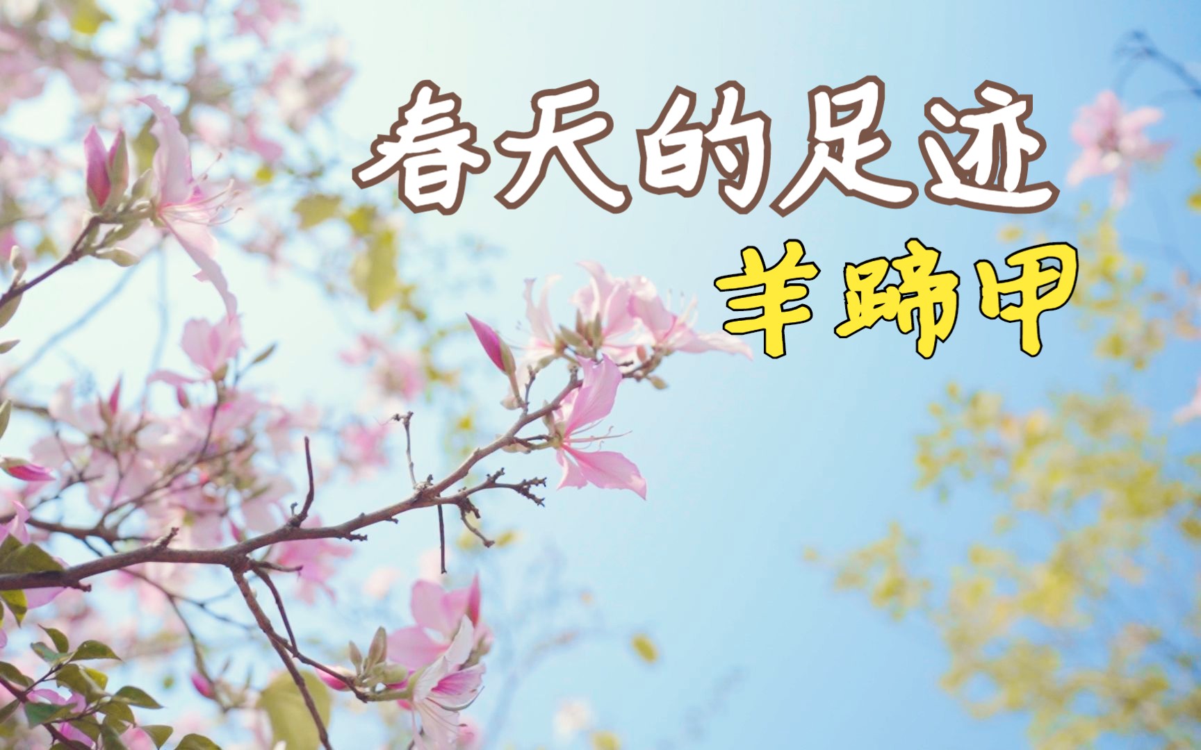 紫荆花开了,春天既古典又梦幻|宫粉羊蹄甲哔哩哔哩bilibili