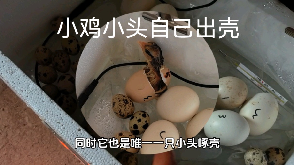 孵化小鸡实验出壳了