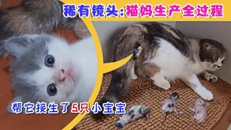 Download Video: 猫妈生产5只小猫全过程，生到第4只已经严重虚脱，网友：太伟大了