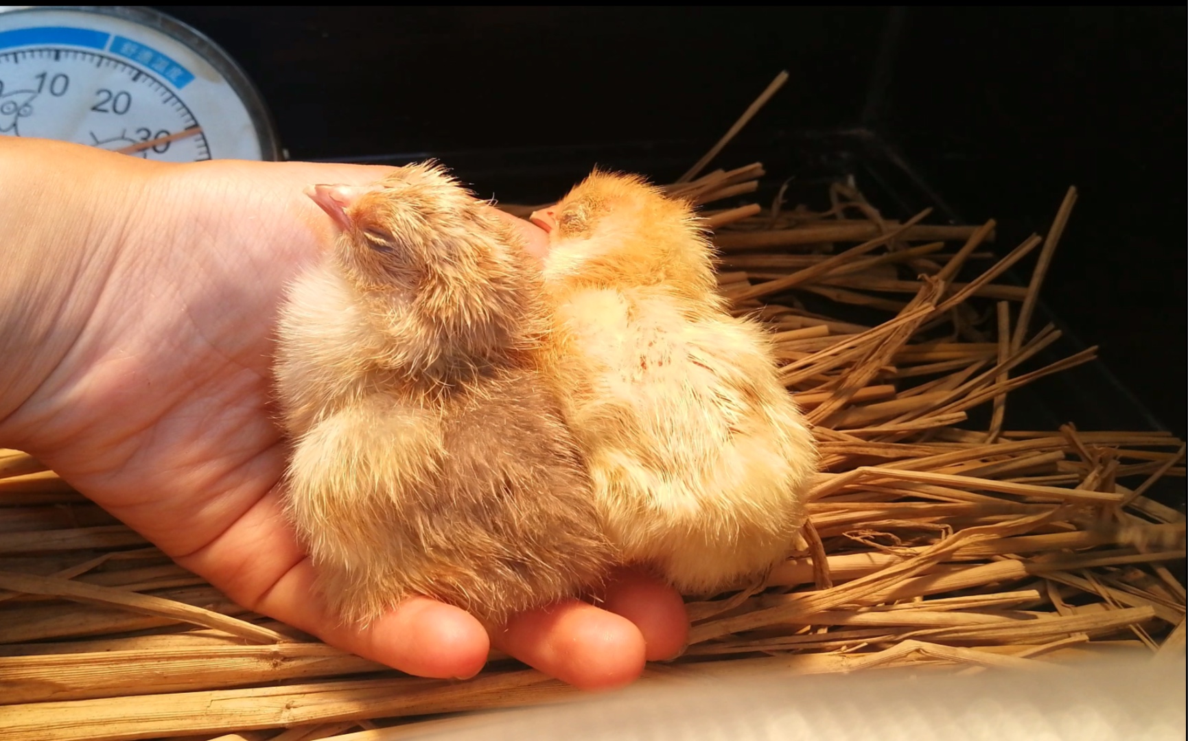 我的宠物鸡—婆罗门鸡终于出壳啦!