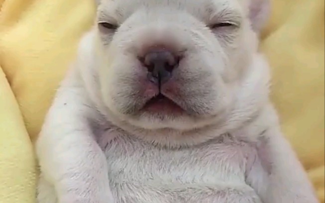 狗:想摸我的牛子就直说_哔哩哔哩_bilibili