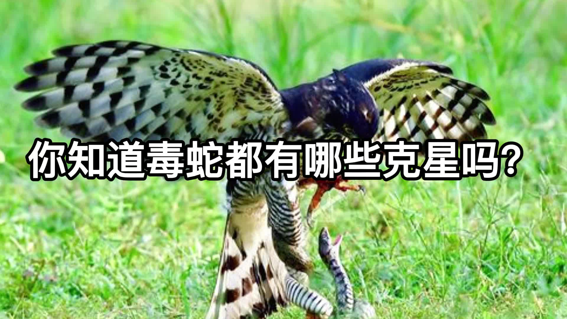 你知道毒蛇都有哪些克星吗?哔哩哔哩bilibili