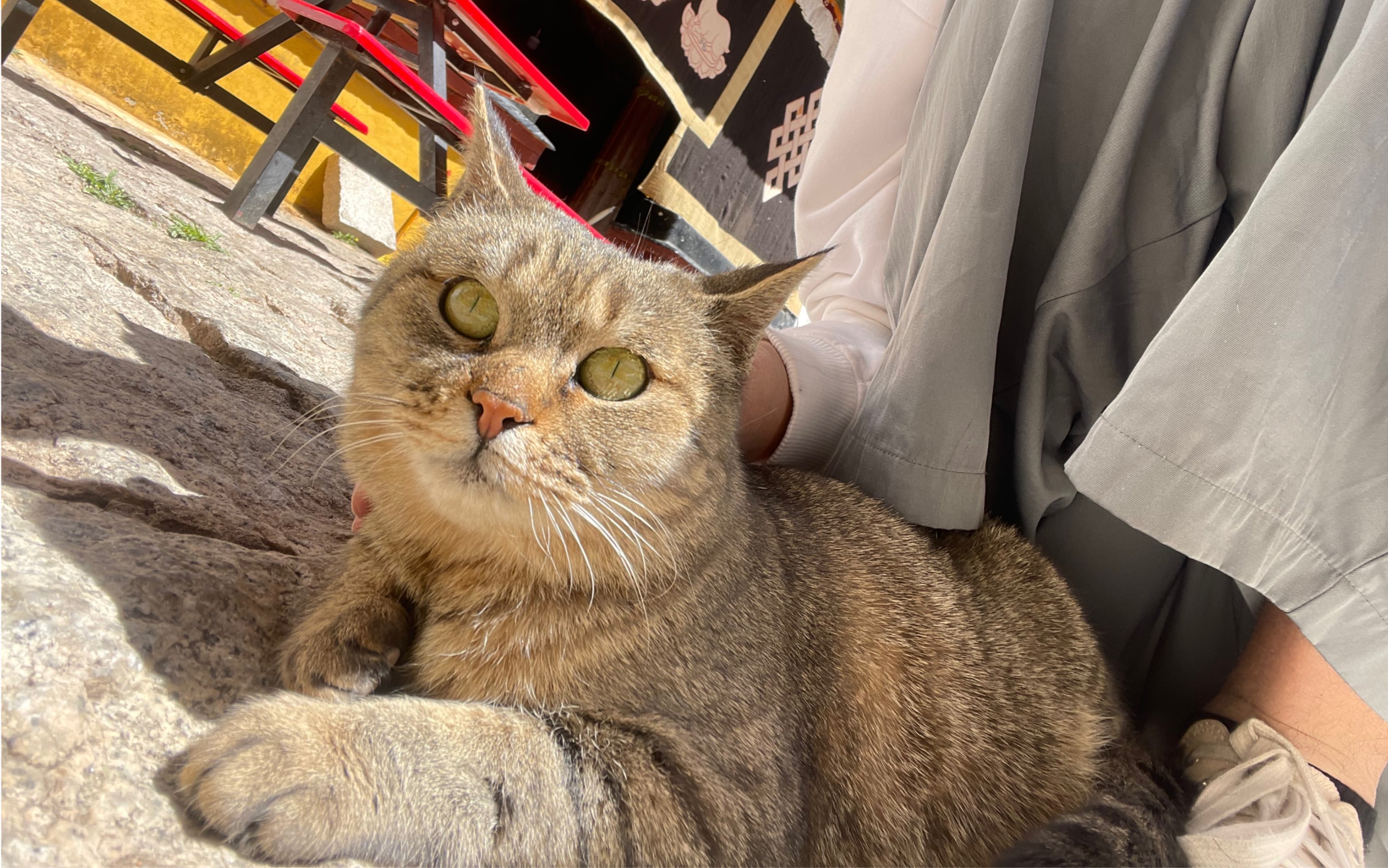 色拉寺有一只猫 它很乖