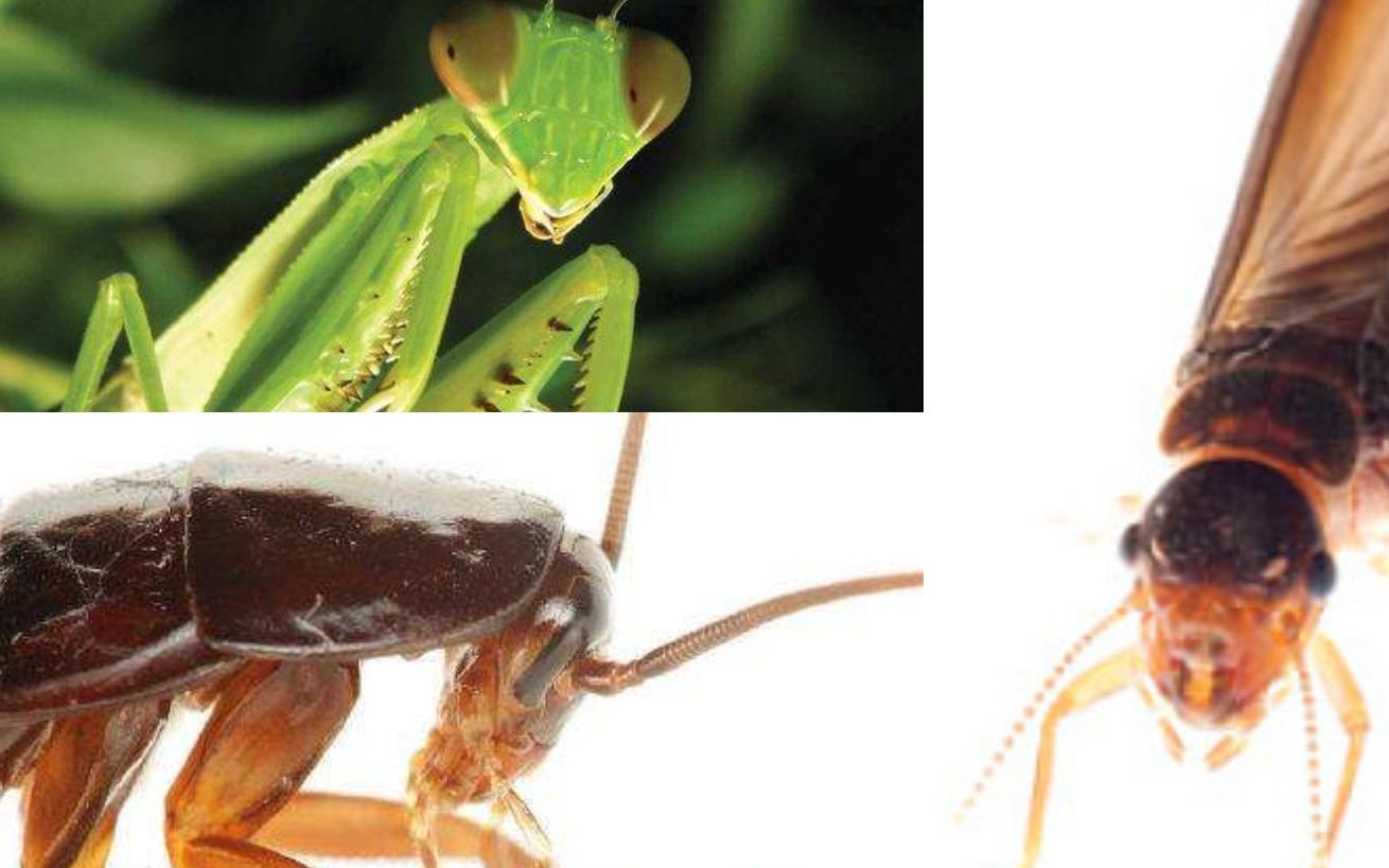 科普3分钟带你搞清螳螂白蚁蟑螂的关系和演化路径