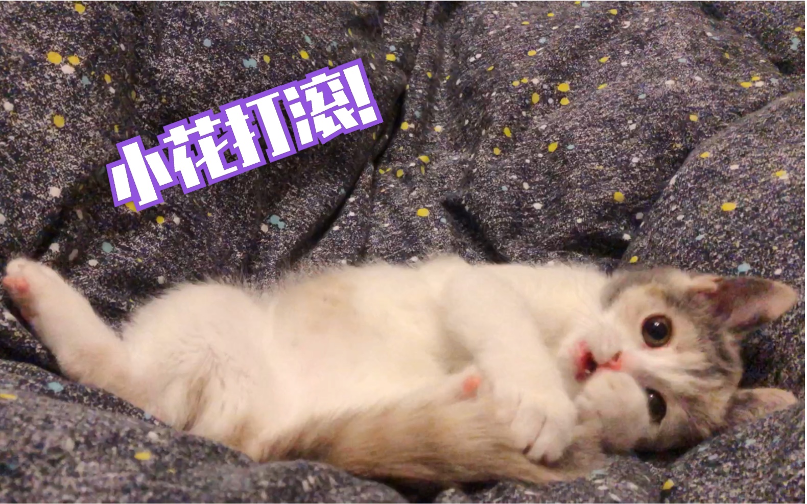 活动作品英短小花在床上打滚玩的不要太开心