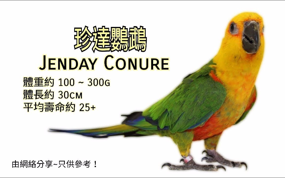 鹦鹉品种分享介绍 ~珍达太阳鹦鹉 ~ Jenday Conure哔哩哔哩bilibili