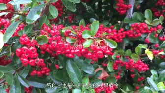 小崔尝百草 火棘 一种漂亮的红果子 也被称为救军粮 在古代和抗日战争时期都解决了很多战士的温饱问题 而现在它又是十分受欢迎的观景植物 同时还有很高的药用价值 哔哩哔哩 Bilibili