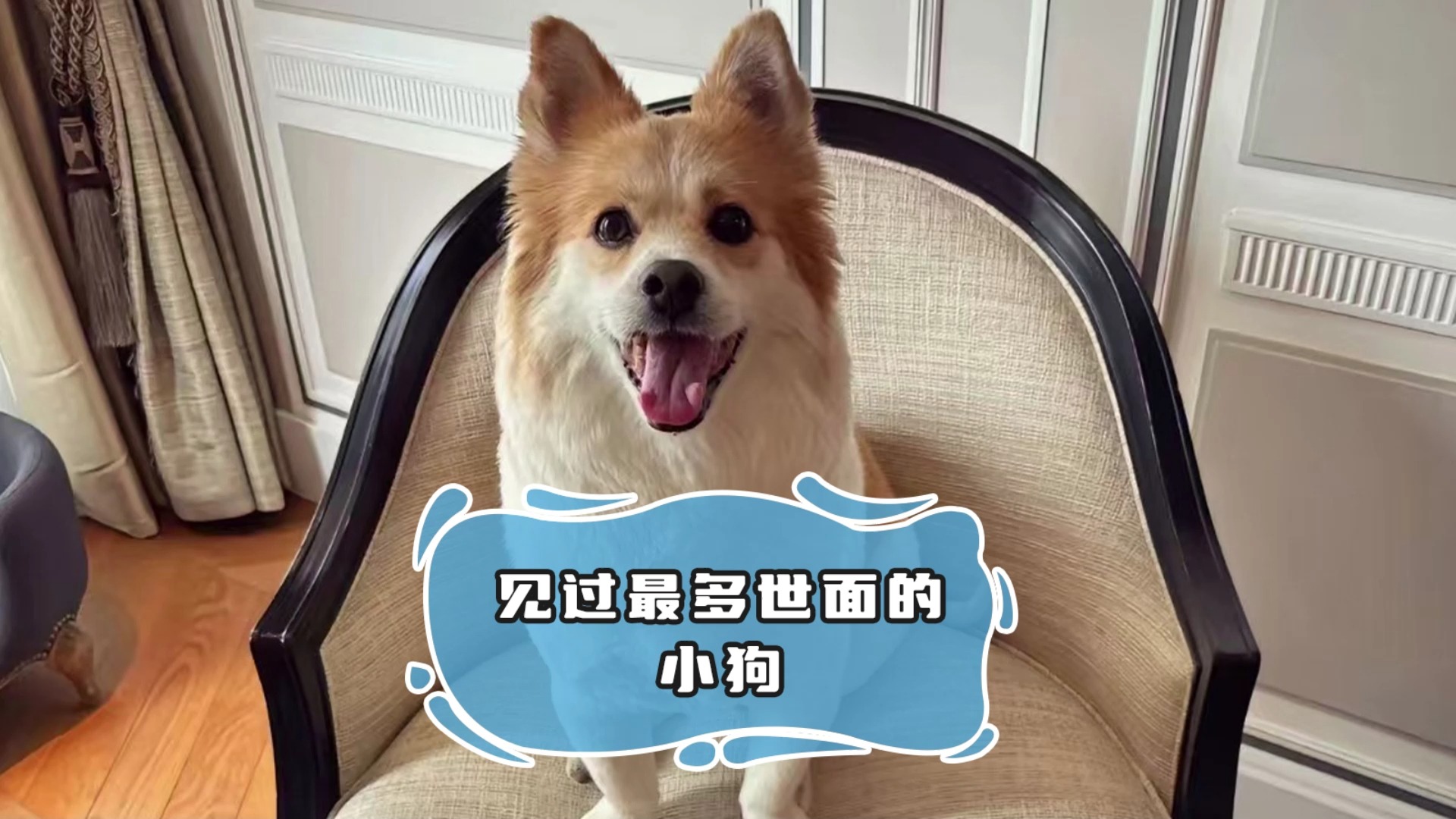 全网见识最广的小狗