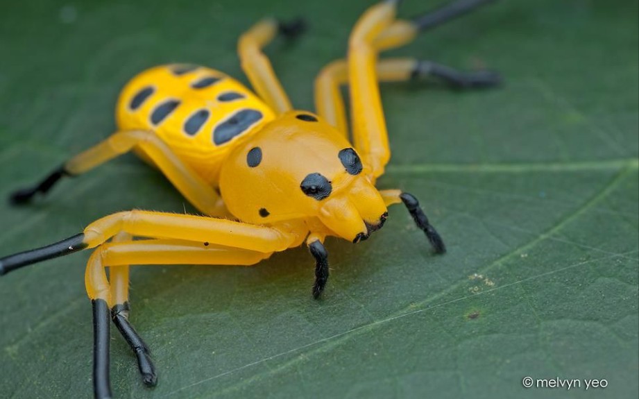 当跳蛛遇上蟹蛛