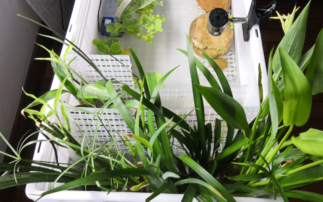 【生态龟缸】缸里的植物简介以及一些建议