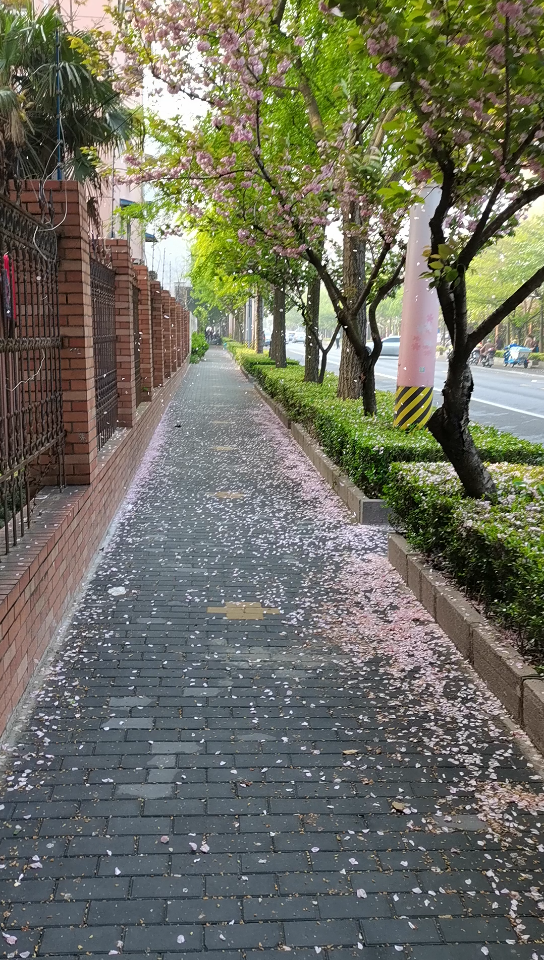 [图]花谢花开花满天