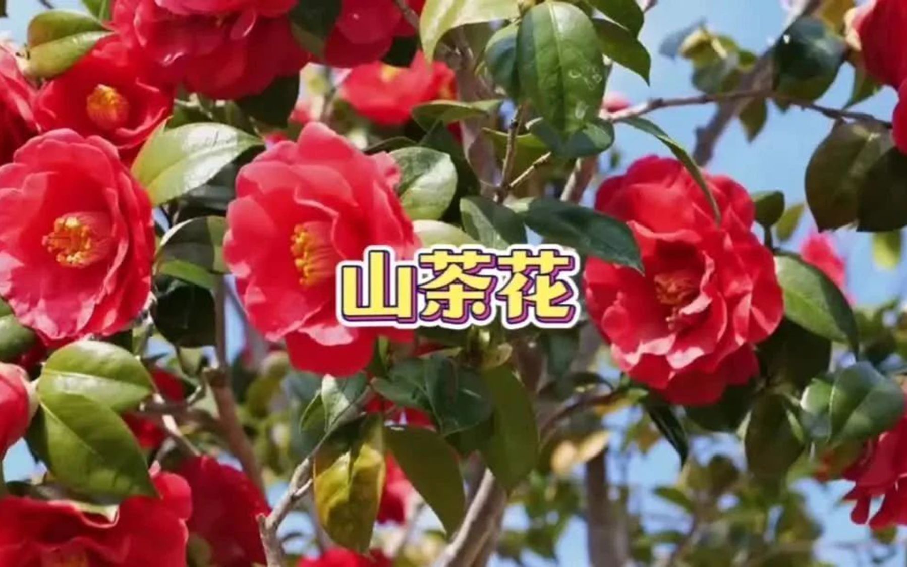 天籁女中音《山茶花》,熟悉的歌声,令人回味!哔哩哔哩bilibili