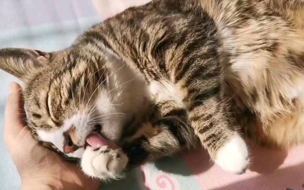 阳光温暖的午后,一只认真洗脸的狸花猫