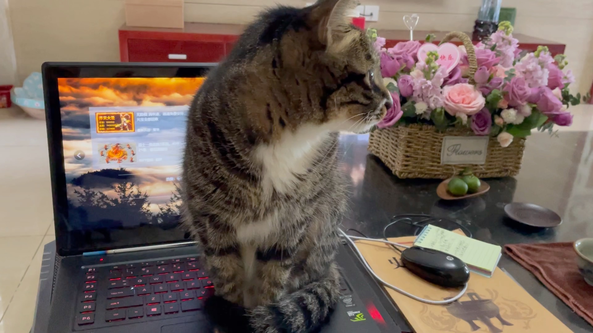 猫主子都喜欢霸占键盘么