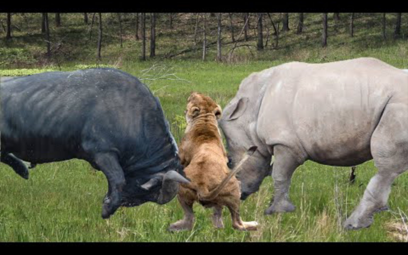 老狮子在水牛和犀牛之间的战斗中被杀死,野生动物的恶劣生活