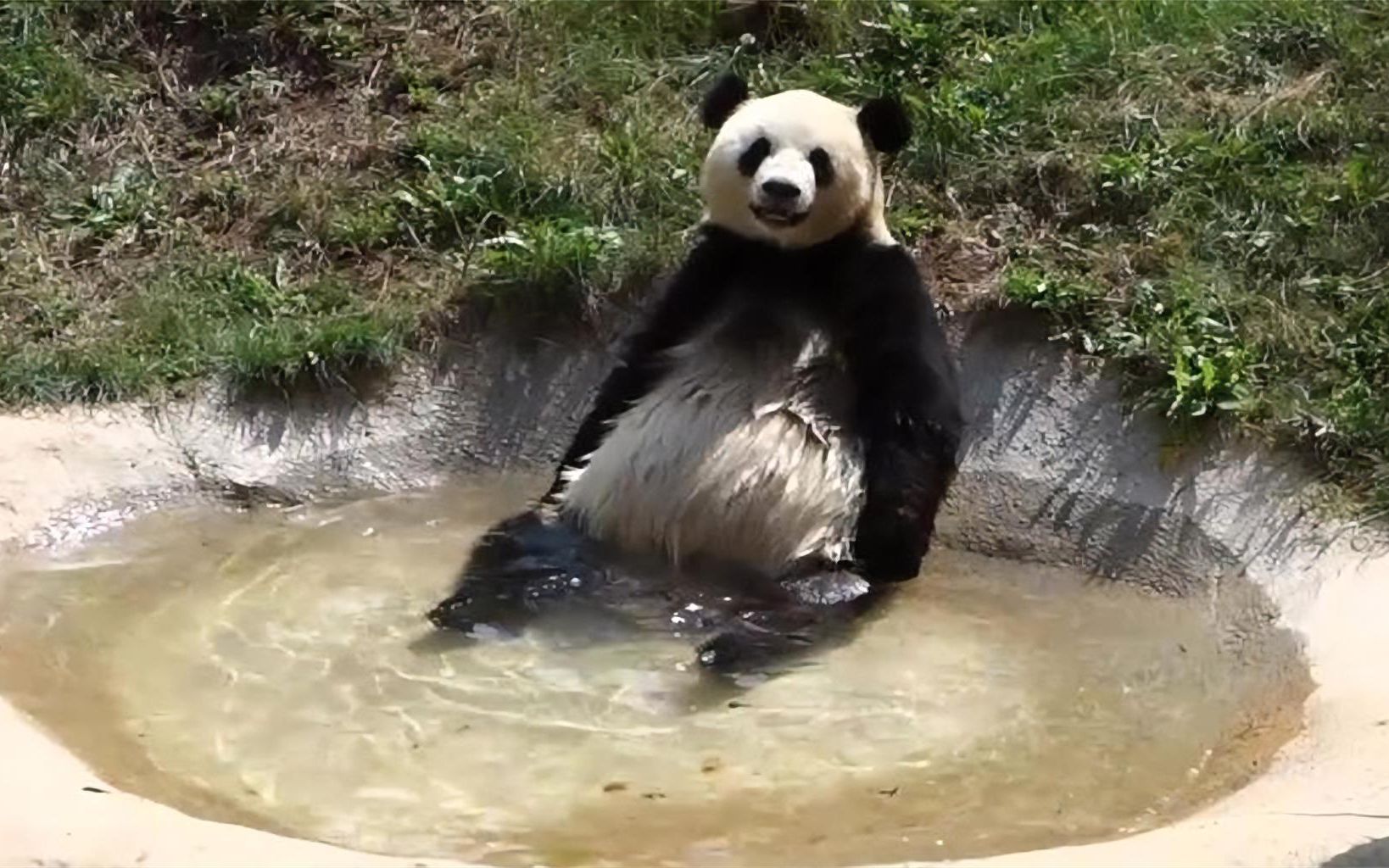 大熊猫水池里当众洗澡,萌翻了游客,网友:下辈子投胎当熊猫