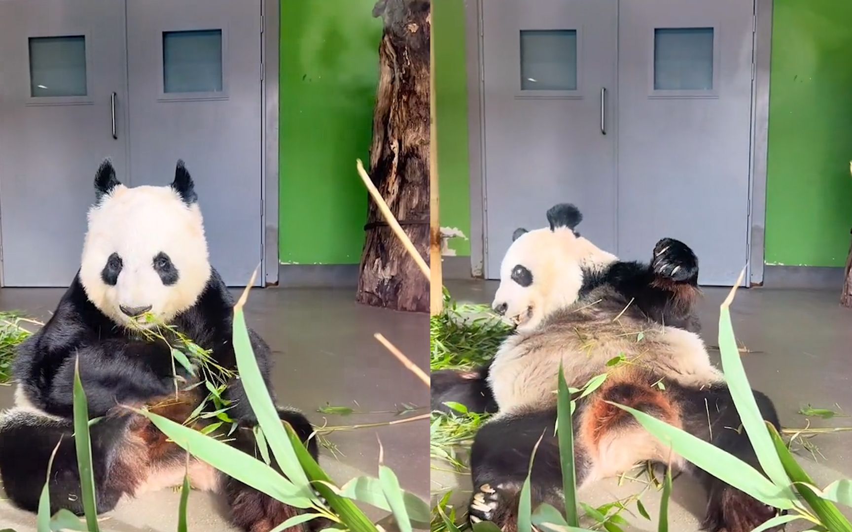 中国夫妻在英国看望熊猫甜甜,四川话喊话甜甜反应破防:遇到老乡