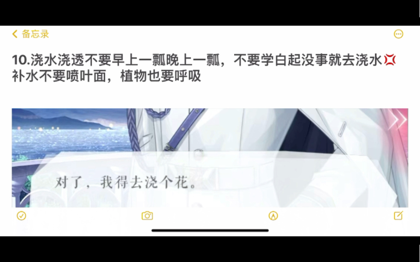 收到信了吗,一起来学养花吧~一个正经又不正经的香雪球养殖指南恋与制作人