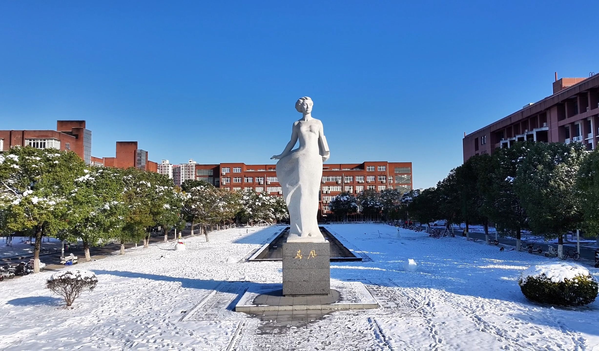 雪后初霁 30 秒一镜到底穿越千棵香樟林哔哩哔哩bilibili