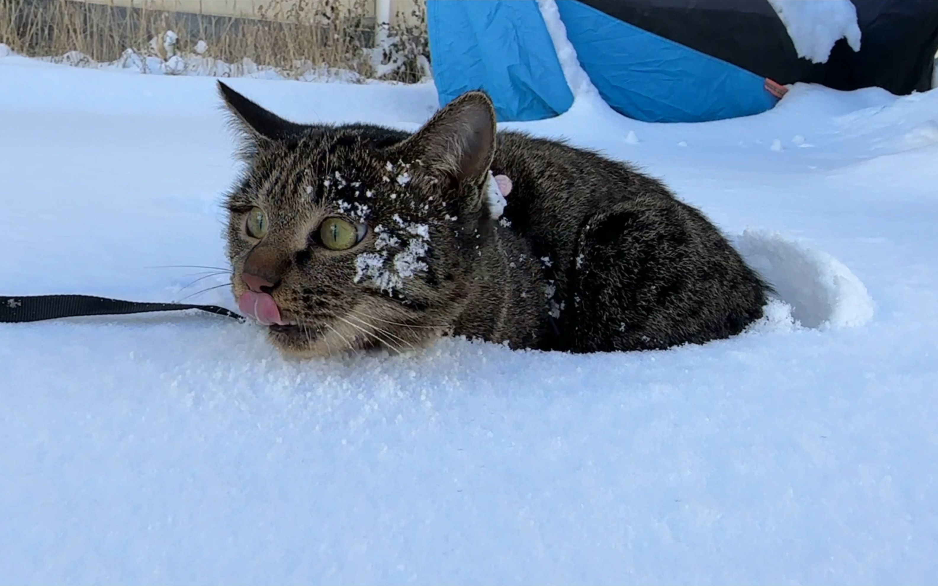 20231208!小八猫生第一次看雪的反应!哔哩哔哩bilibili