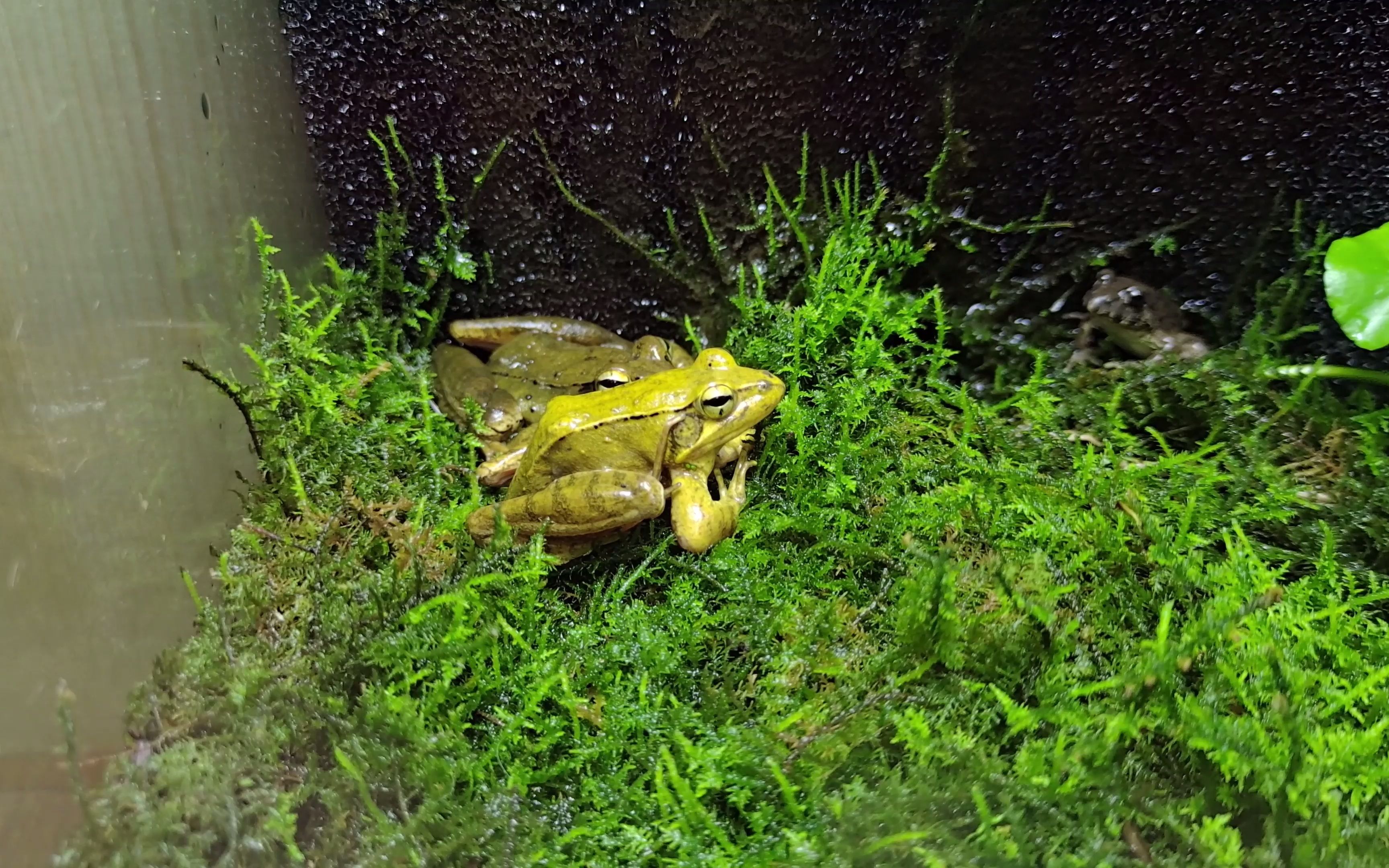 【无意境】疑似峨眉林蛙蜕皮,一边蜕一边吃