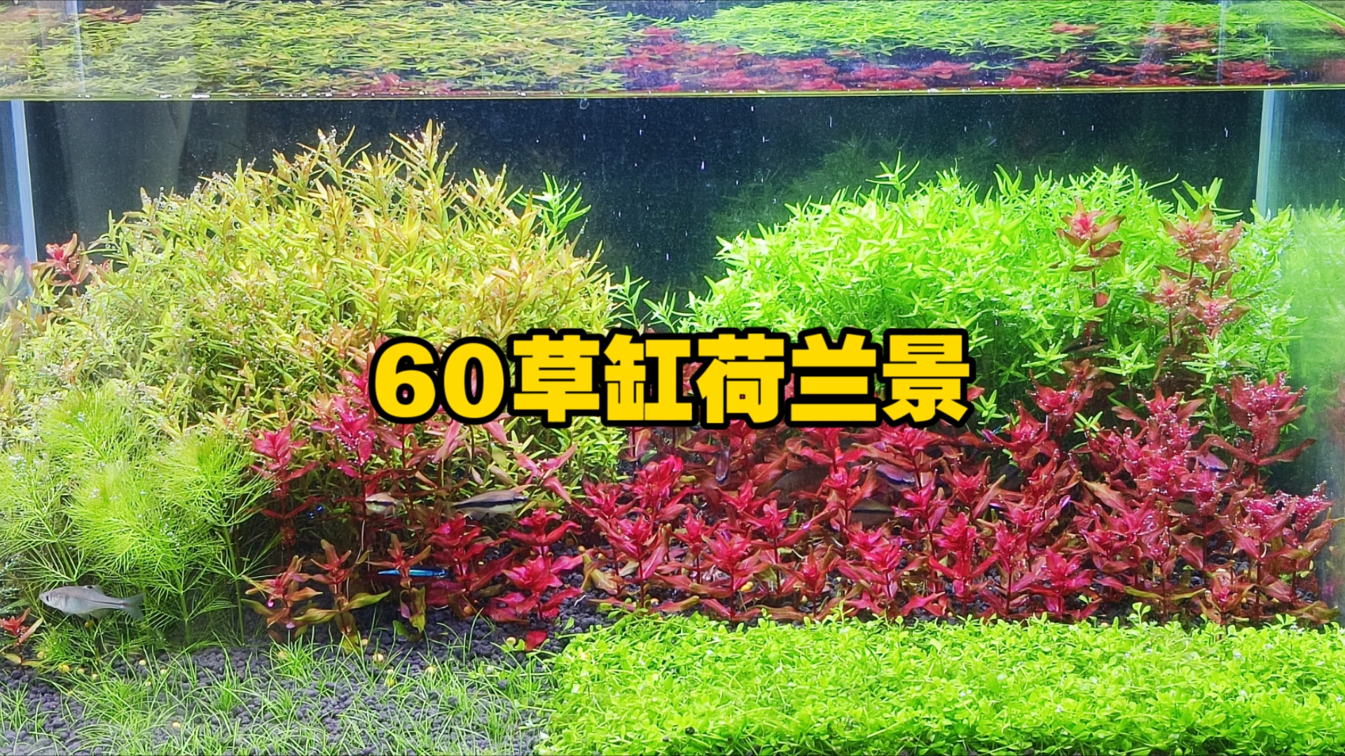 60缸荷兰景规划图图片