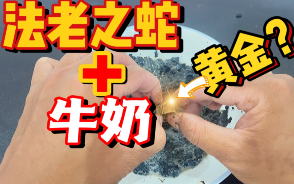 据说法老之蛇倒入牛奶混合和就能得到黄金,是真的吗?