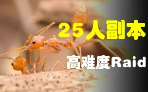 Download Video: 螳螂歼殛战——黄猄蚁的25人副本开荒