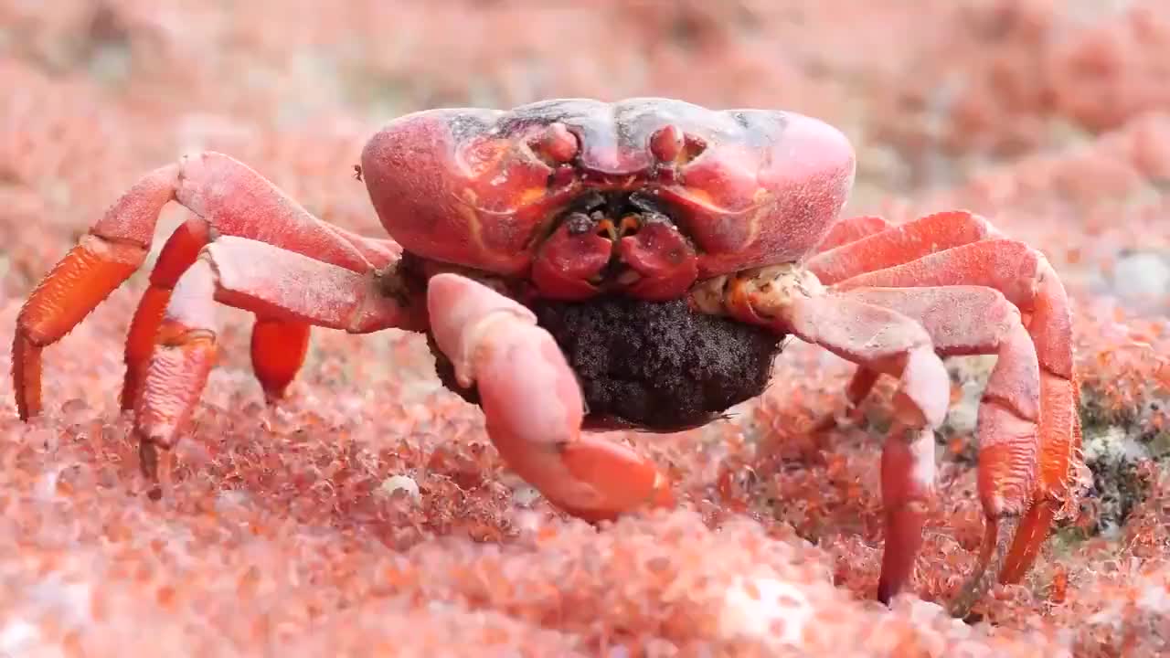 海滩上,一只大红蟹不停的往嘴里塞幼崽,一口一只嘎嘣脆!