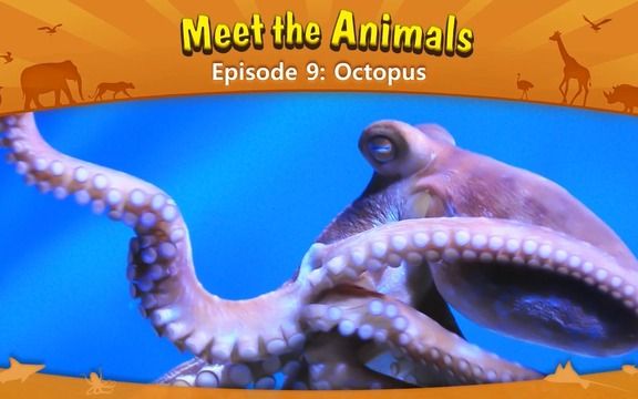 [图]动物英文科普阅读---Octopus（章鱼）