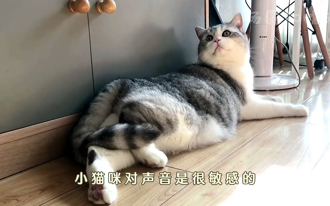 猫咪会认主人吗?做好这几个方面,猫咪认你一辈子!哔哩哔哩bilibili