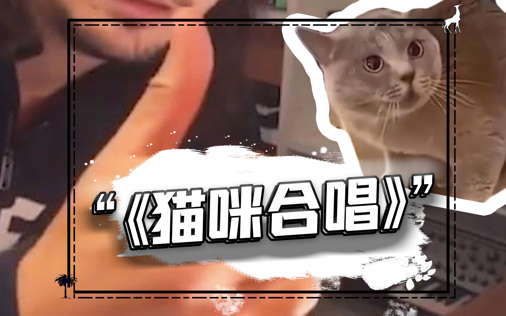 [图]一支猫咪当主唱的乐队，却是全世界网友的狂欢~小猫咪也太可爱了