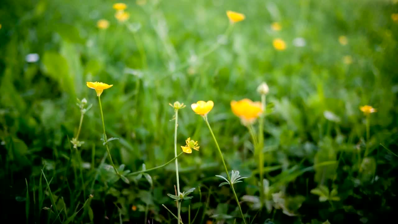 壁纸 花 桌面 1280_720