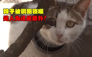 Download Video: 猫妈妈被铁圈锁喉，还要照顾6只幼崽，听到幼崽惨叫竟把铁圈挣脱