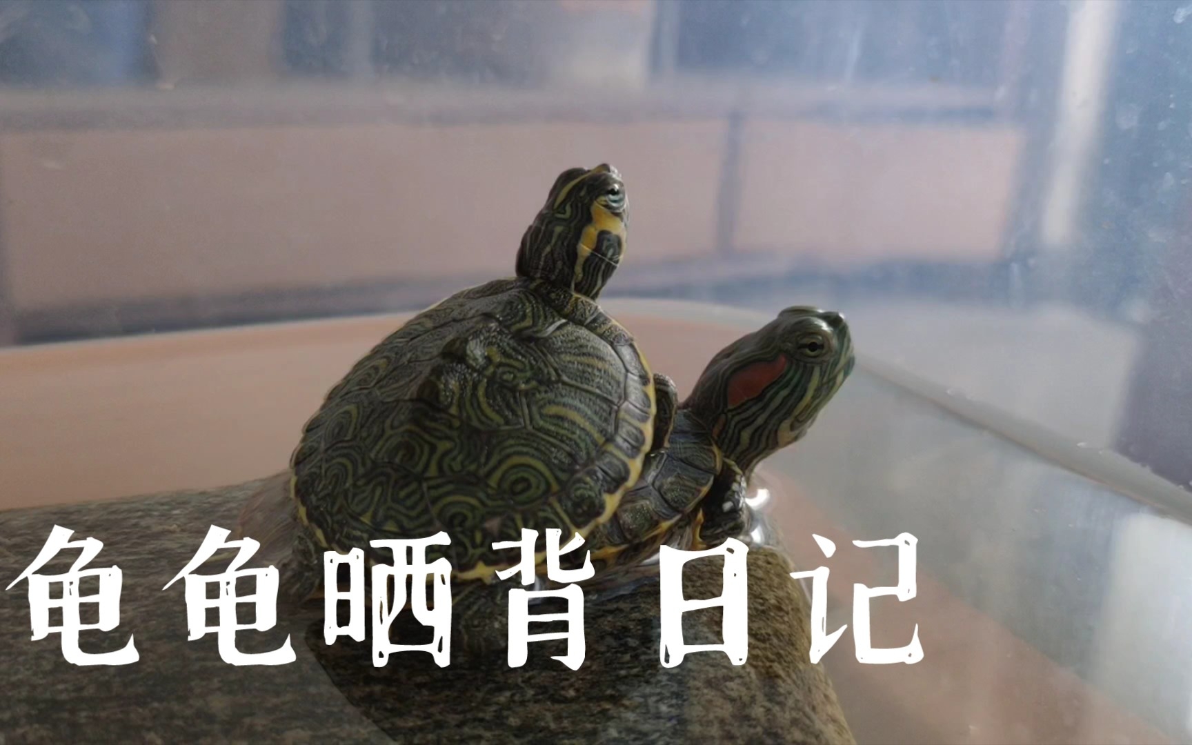 日常晒空气的黄耳龟与巴西龟们