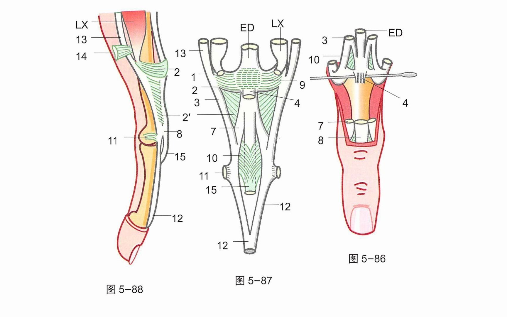 【骨关节功能解剖学】骨间肌和蚓状肌哔哩哔哩bilibili