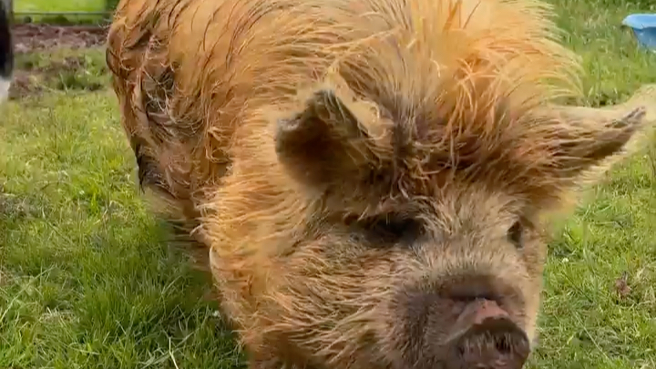 【这里都是昆昆猪】让一让让一让,你的昆昆来啦