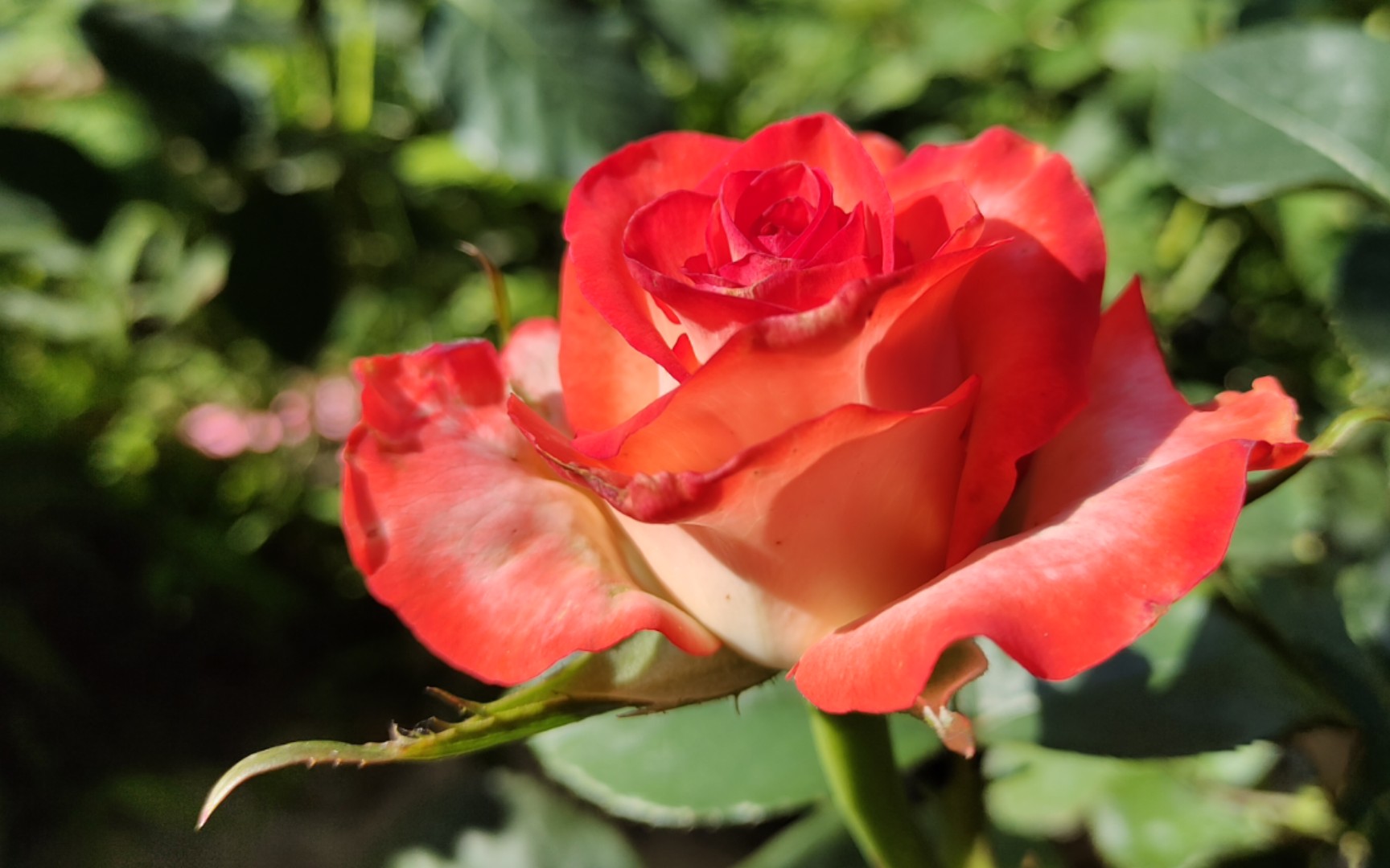 花型花色月季雅西卡胭脂扣金辉