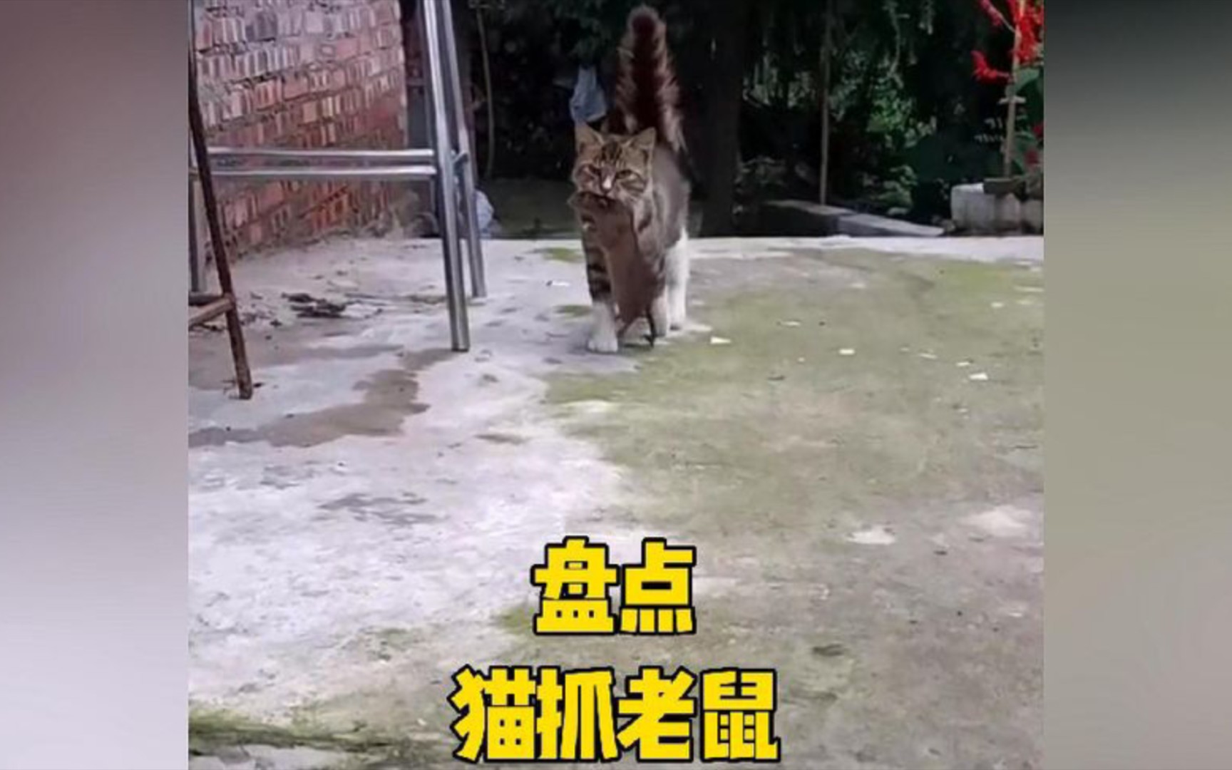 [图]“鸭脖”与我势不两立??！#猫抓老鼠 #猫咪 #这猫一看就是练家子