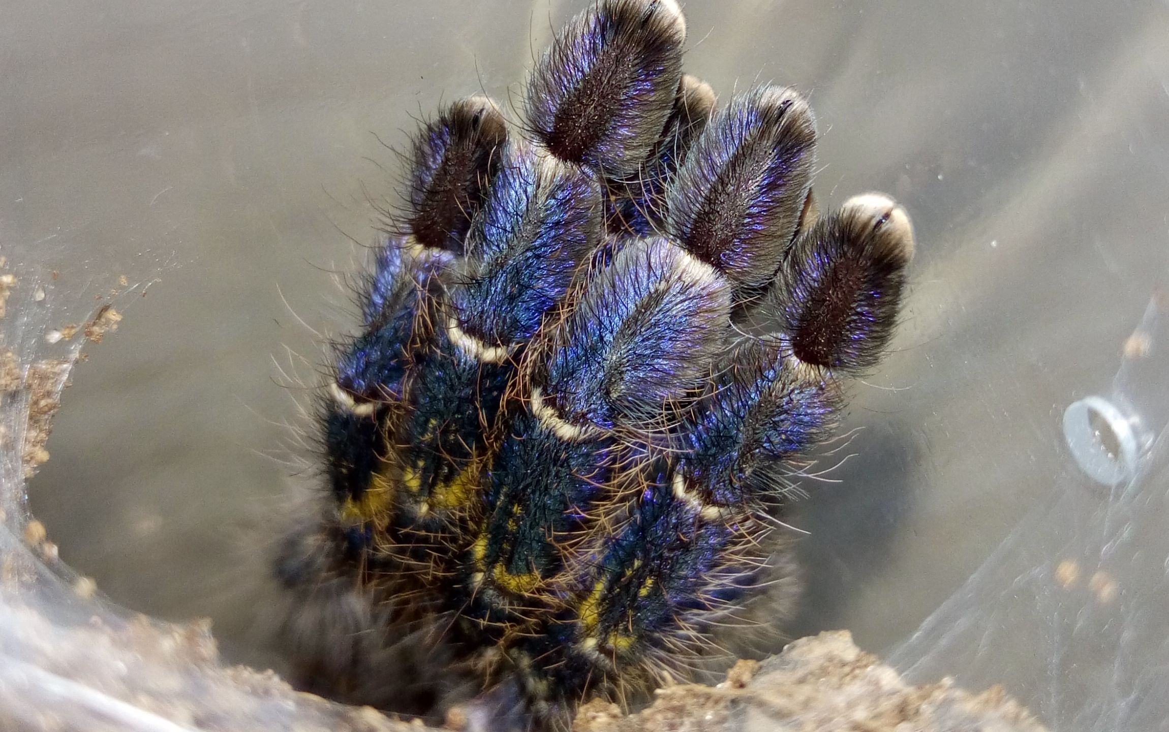 一只蓝色的小蜘蛛