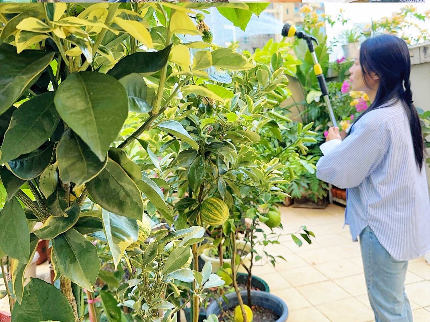 盆栽种植的施肥以及浇水管理教程,想要果树丰产就需要定时追肥,果树
