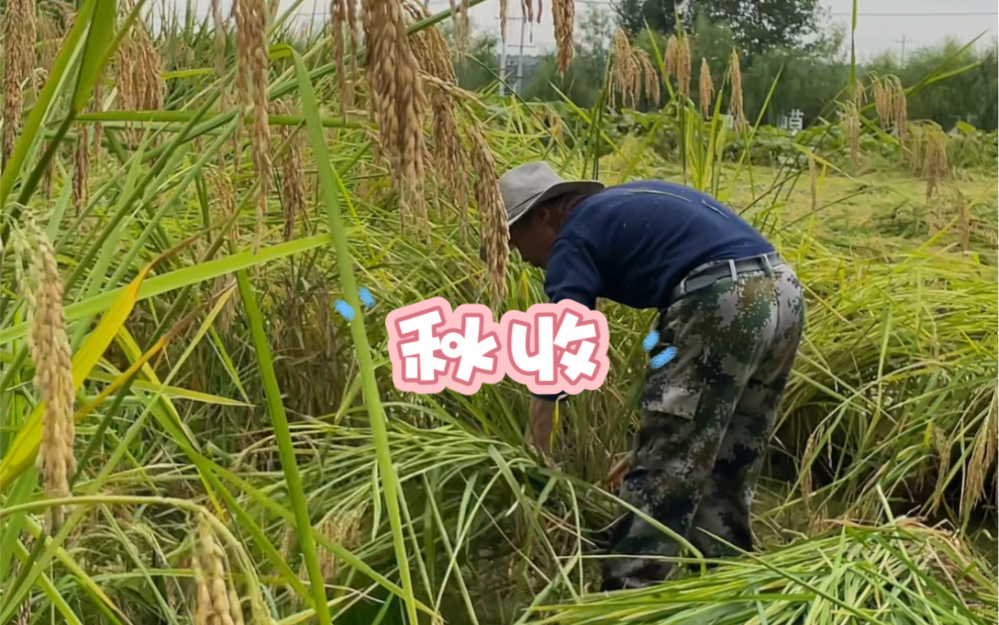 春耕秋收,忙忙碌碌,一日三餐,四方食事哔哩哔哩bilibili